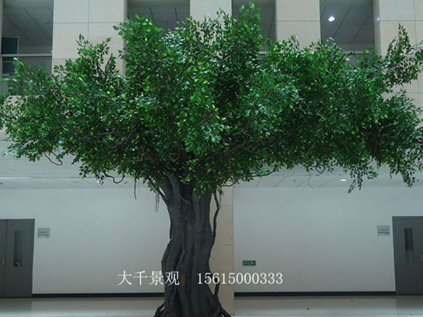 點(diǎn)擊查看詳細(xì)信息<br>標(biāo)題：室內(nèi)榕樹 閱讀次數(shù)：1413