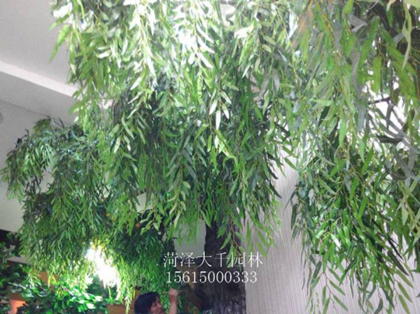 點(diǎn)擊查看詳細(xì)信息<br>標(biāo)題：假樹 閱讀次數(shù)：1352